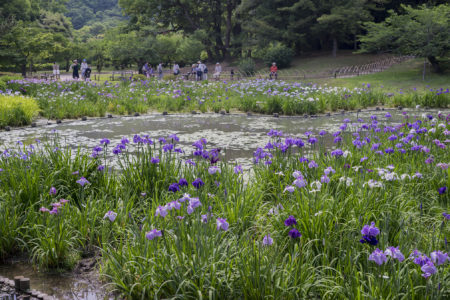 栗林公園の花しょうぶ