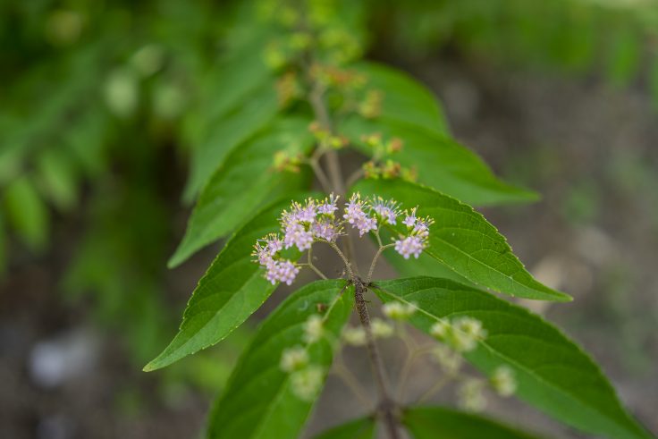 ムラサキシキブの花