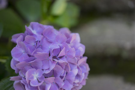 根香寺の紫陽花2