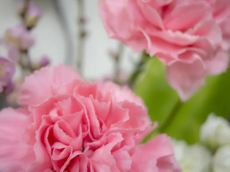 カーネーションは色の違いで花言葉が変わる 旅カメラ