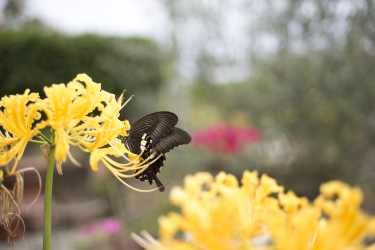 みろく自然公園の黄色の彼岸花とアゲハ蝶