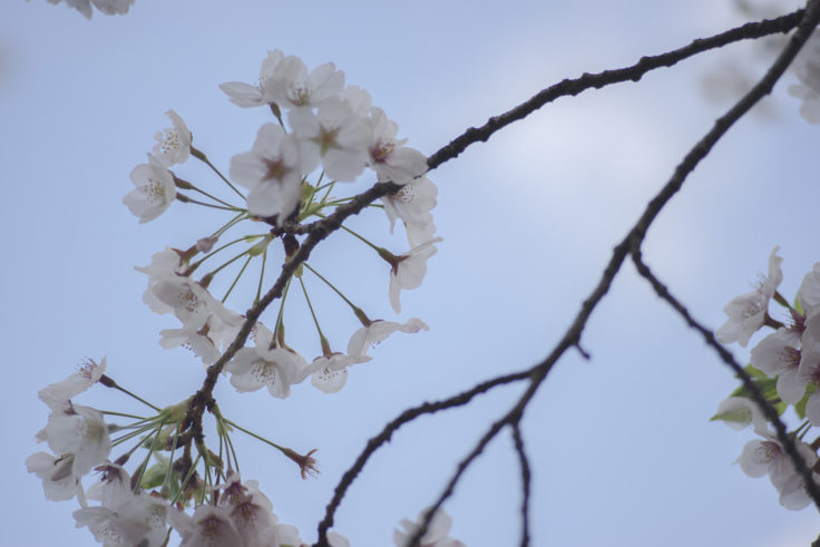桜の花ボール状