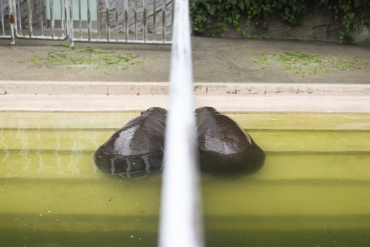 東山動植物園のコビトカバ2