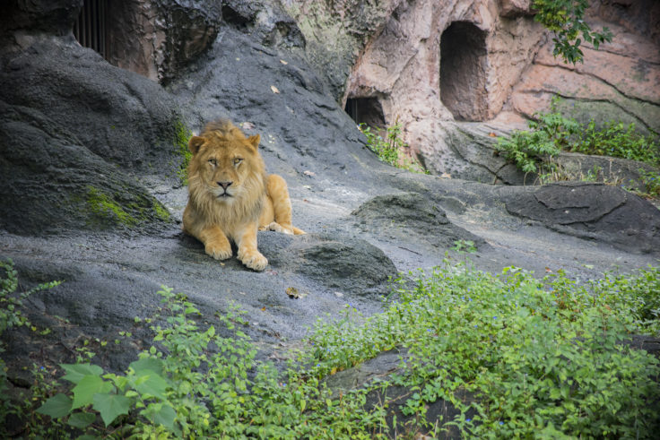 東山動植物園のライオン